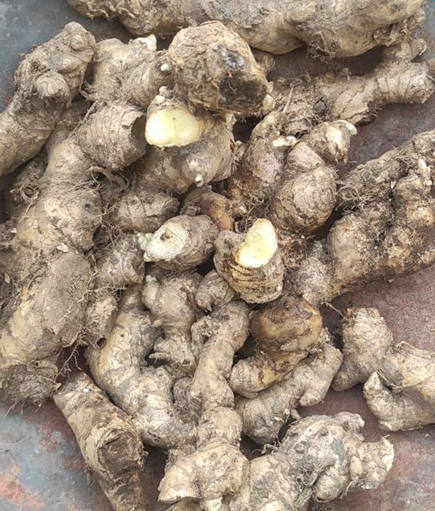 Bitter Ginger Blend ( jenjanm Haitian )